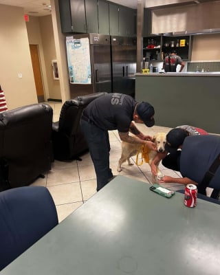 Illustration de l'article : Tombé dans un canal ce chien épuisé est sauvé, passe la nuit au chaud chez les pompiers, avant de vivre d'émouvantes retrouvailles avec sa famille