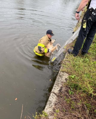 Illustration de l'article : Tombé dans un canal ce chien épuisé est sauvé, passe la nuit au chaud chez les pompiers, avant de vivre d'émouvantes retrouvailles avec sa famille