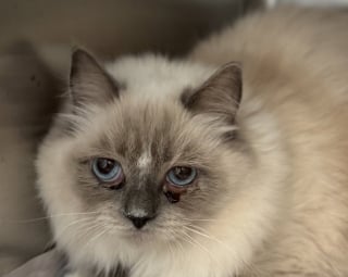 Illustration de l'article : 78 chats sauvés d’une résidence surchauffée envahie par une odeur d’ammoniac s’apprêtent à tourner la page (vidéo)