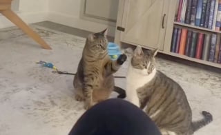 Illustration de l'article : Des chats malicieux simulent une bagarre pour obtenir des friandises, mais leur maîtresse n’est pas dupe (vidéo)
