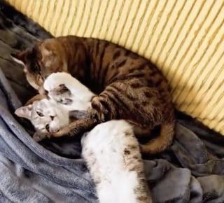 Illustration de l'article : Des chats malicieux simulent une bagarre pour obtenir des friandises, mais leur maîtresse n’est pas dupe (vidéo)