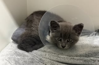 Illustration de l'article : Après avoir recueilli un chaton jeté d'une voiture en marche, elles attendent la fin de son hospitalisation pour l'adopter