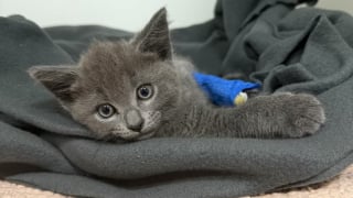 Illustration de l'article : Après avoir recueilli un chaton jeté d'une voiture en marche, elles attendent la fin de son hospitalisation pour l'adopter