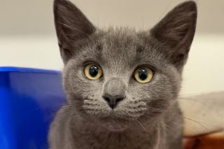 Illustration de l'article : Après avoir recueilli un chaton jeté d'une voiture en marche, elles attendent la fin de son hospitalisation pour l'adopter