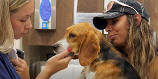 Illustration de l'article : Rescap&eacute; d'un &eacute;levage le destinant aux laboratoires, un Beagle que l'on croyait tu&eacute; par un alligator apr&egrave;s une fugue refait surface