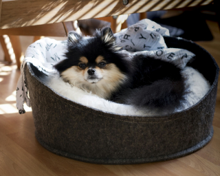 Illustration de l'article : Pourquoi votre chien gratte-t-il son panier avant de s’y coucher ?