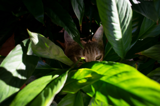 Illustration de l'article : Pourquoi votre chat se met-il soudainement &agrave; mordre vos plantes ?