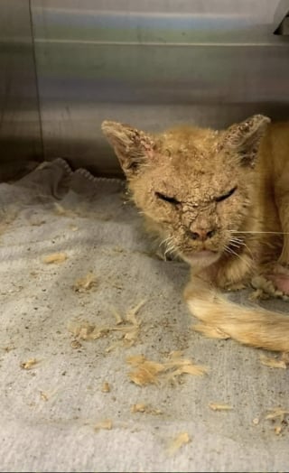 Illustration de l'article : Maigre et couvert de croûtes, ce chat errant atteint de la gale se refait une santé en famille d’accueil