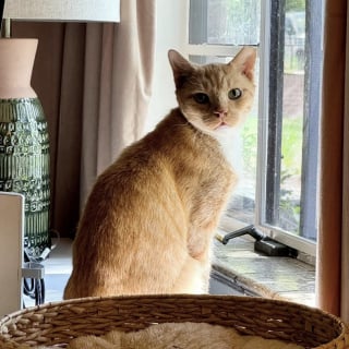 Illustration de l'article : Maigre et couvert de croûtes, ce chat errant atteint de la gale se refait une santé en famille d’accueil