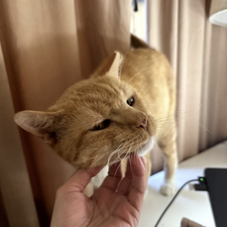Illustration de l'article : Maigre et couvert de croûtes, ce chat errant atteint de la gale se refait une santé en famille d’accueil