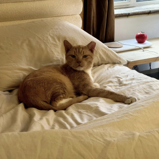 Illustration de l'article : Maigre et couvert de croûtes, ce chat errant atteint de la gale se refait une santé en famille d’accueil
