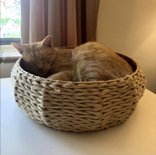 Illustration de l'article : Maigre et couvert de croûtes, ce chat errant atteint de la gale se refait une santé en famille d’accueil