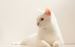 Illustration de l'article : Pour sauver une portée de chatons habilement cachée dans leur usine ces employés déploient les grands moyens
