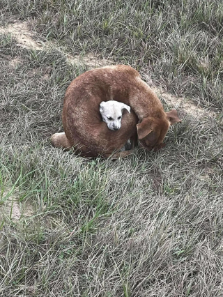 Illustration de l'article : La photo montrant une chienne errante enveloppant son chiot pour le protéger du froid suscite un élan d'émotion et de solidarité qui les sauve
