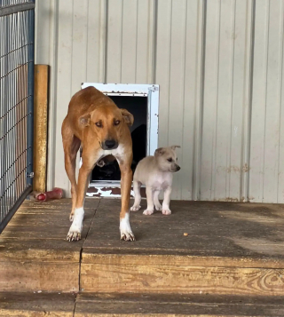 Illustration de l'article : La photo montrant une chienne errante enveloppant son chiot pour le protéger du froid suscite un élan d'émotion et de solidarité qui les sauve