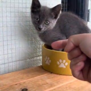 Illustration de l'article : Un chaton errant entre dans un catio aménagé pour 5 chats et surmonte sa peur des humains pour intégrer la famille (vidéo)
