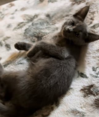 Illustration de l'article : Un chaton errant entre dans un catio aménagé pour 5 chats et surmonte sa peur des humains pour intégrer la famille (vidéo)