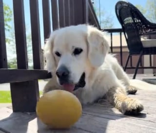 Illustration de l'article : Une femme refuse de laver sa moquette pour conserver la trace de son vieux Golden Retriever (vid&eacute;o)