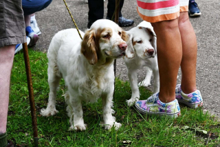 Illustration de l'article : Dans le berceau historique de leur race, 60 Clumber-Spaniels réunis pour mettre à l'honneur un héritage rare