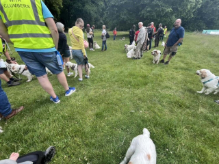 Illustration de l'article : Dans le berceau historique de leur race, 60 Clumber-Spaniels réunis pour mettre à l'honneur un héritage rare