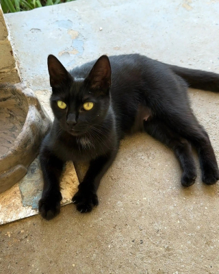 Illustration de l'article : Appel&eacute;e pour aider des chats laiss&eacute;s seuls apr&egrave;s un d&eacute;c&egrave;s, une b&eacute;n&eacute;vole prend en charge une m&egrave;re et ses chatons en danger
