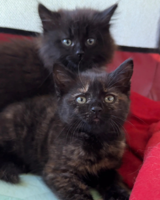 Illustration de l'article : Appel&eacute;e pour aider des chats laiss&eacute;s seuls apr&egrave;s un d&eacute;c&egrave;s, une b&eacute;n&eacute;vole prend en charge une m&egrave;re et ses chatons en danger