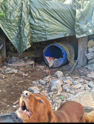 Illustration de l'article : Dans le Var (83), une intervention des gendarmes et de la SPA permet de sauver 3 chiens enferm&eacute;s en cage et vivant dans des conditions indignes