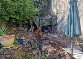 Illustration de l'article : Dans le Var (83), une intervention des gendarmes et de la SPA permet de sauver 3 chiens enferm&eacute;s en cage et vivant dans des conditions indignes