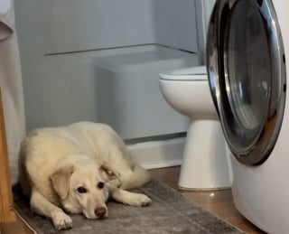 Illustration de l'article : Une famille d'accueil s'attache tellement &agrave; la chienne la plus apathique que les b&eacute;n&eacute;voles ait sauv&eacute;e qu'elle finit par l'adopter (vid&eacute;o)