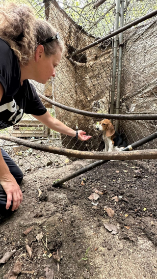 Illustration de l'article : Jugé trop doux pour chasser, ce Beagle laissé dans un enclos délabré par un chasseur est sauvé puis adopté par une famille aimante