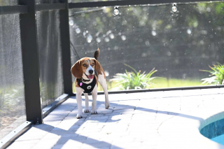 Illustration de l'article : Jugé trop doux pour chasser, ce Beagle laissé dans un enclos délabré par un chasseur est sauvé puis adopté par une famille aimante