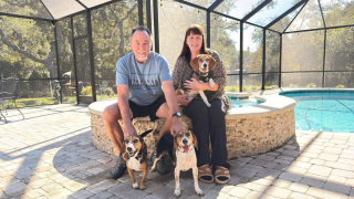 Illustration de l'article : Jugé trop doux pour chasser, ce Beagle laissé dans un enclos délabré par un chasseur est sauvé puis adopté par une famille aimante