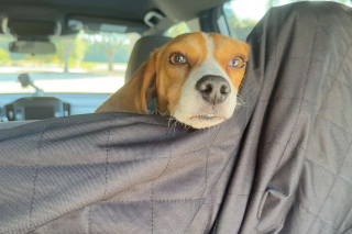 Illustration de l'article : Jugé trop doux pour chasser, ce Beagle laissé dans un enclos délabré par un chasseur est sauvé puis adopté par une famille aimante