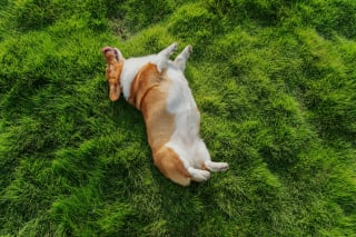 Illustration de l'article : 7 raisons pouvant expliquer les ronflements bruyants de votre chien