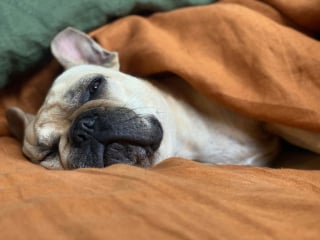 Illustration de l'article : 7 raisons pouvant expliquer les ronflements bruyants de votre chien