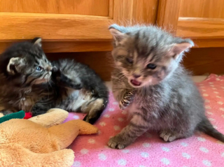 Illustration de l'article : Grâce au flair exceptionnel de leurs 2 Bergers Allemands, ces propriétaires libèrent 2 chatons coincés dans une grange