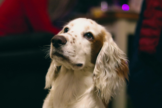 Illustration de l'article : D’après une étude scientifique, votre chien se souvient de vos actions passées grâce à une mémoire épisodique