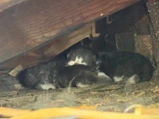 Illustration de l'article : Une chatte errante prise pour un mâle transporte ses chatons depuis un toit et les confie finalement à une famille d’accueil