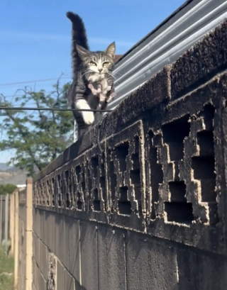 Illustration de l'article : Une chatte errante prise pour un mâle transporte ses chatons depuis un toit et les confie finalement à une famille d’accueil