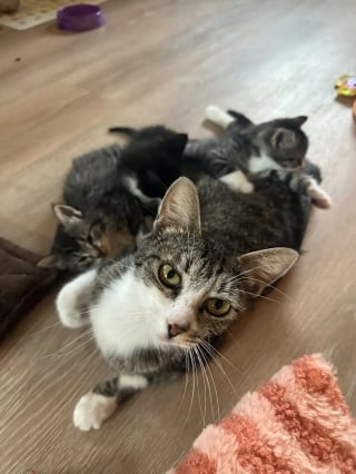 Illustration de l'article : Une chatte errante prise pour un mâle transporte ses chatons depuis un toit et les confie finalement à une famille d’accueil