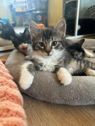 Illustration de l'article : Une chatte errante prise pour un mâle transporte ses chatons depuis un toit et les confie finalement à une famille d’accueil