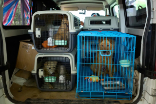 Illustration de l'article : 9 chiens sauvés après la fermeture d’un abattoir, quelques jours avant le festival de Yulin