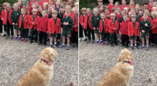Illustration de l'article : Pour les 4 ans de leur chienne de thérapie, des élèves lui réservent une adorable surprise en lui chantant « Joyeux anniversaire » (vidéo)