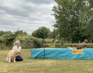 Illustration de l'article : Pour les 4 ans de leur chienne de thérapie, des élèves lui réservent une adorable surprise en lui chantant « Joyeux anniversaire » (vidéo)