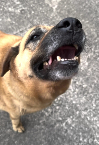 Illustration de l'article : Intriguée par son chien qui transporte sa gamelle chez les voisins, elle le suit et découvre qu’il y obtient un 2e dîner (vidéo)