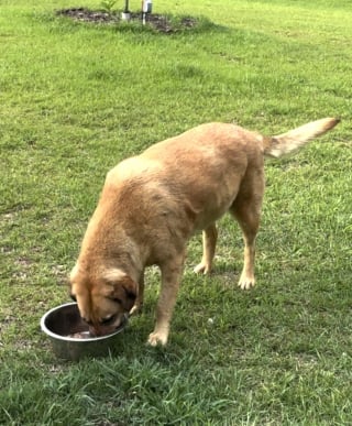 Illustration de l'article : Intriguée par son chien qui transporte sa gamelle chez les voisins, elle le suit et découvre qu’il y obtient un 2e dîner (vidéo)