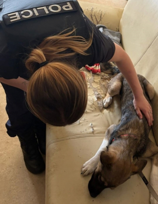 Illustration de l'article : Alert&eacute;s par des signalements, les policiers de Charente-Maritime d&eacute;couvrent 5 chiens en d&eacute;tresse chez 2 individus et les confient rapidement &agrave; la SPA
