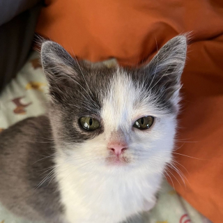 Illustration de l'article : Ce chat atteint de nanisme est souvent compar&eacute; &agrave; une peluche et affiche une mine faussement fatigu&eacute;e (vid&eacute;o)