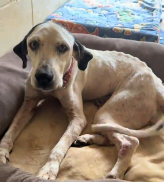 Illustration de l'article : De retour au refuge 6 ans apr&egrave;s son adoption, ce chien s&eacute;nior d&eacute;couvert errant remue la queue chaque fois qu'il voit un humain (vid&eacute;o)