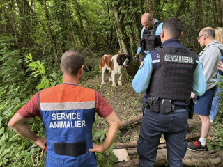 Illustration de l'article : Attaché à un arbre, ce Saint-Bernard retire le ruban adhésif de son museau et aboie pour alerter des randonneurs qui le découvrent à temps